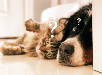 Why Spay or Neuter?