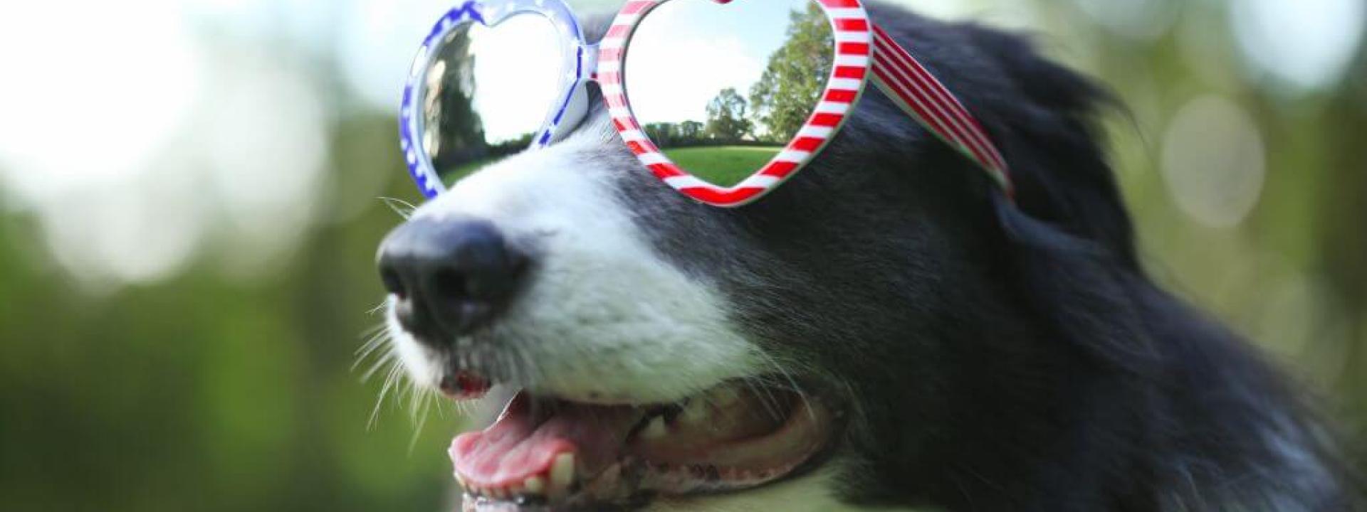 Dog with American flag sunglasses, celebrating 4th of july pet safety