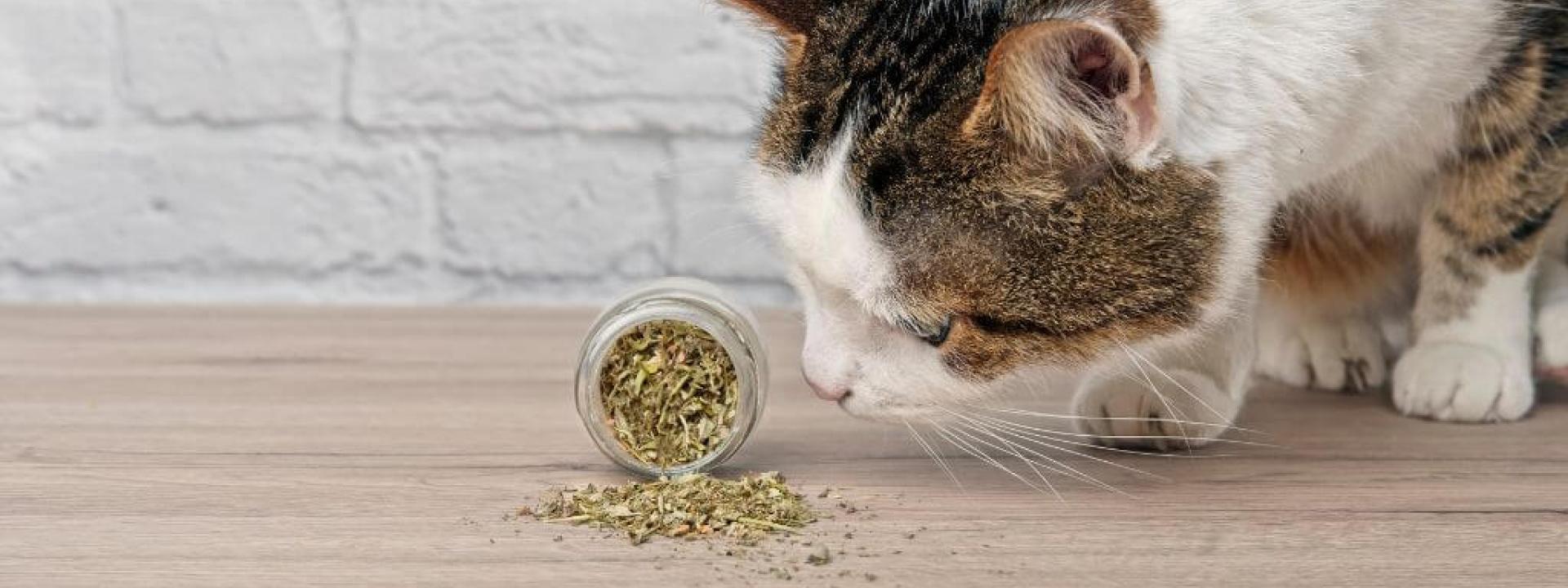 Catnip: What It Is, How It Works, and Why Cats Love It