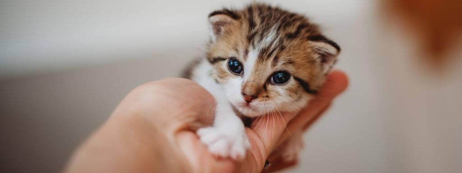 Kitten Development & Growth Milestones: What to Expect in Your Cat’s First Few Weeks of Life