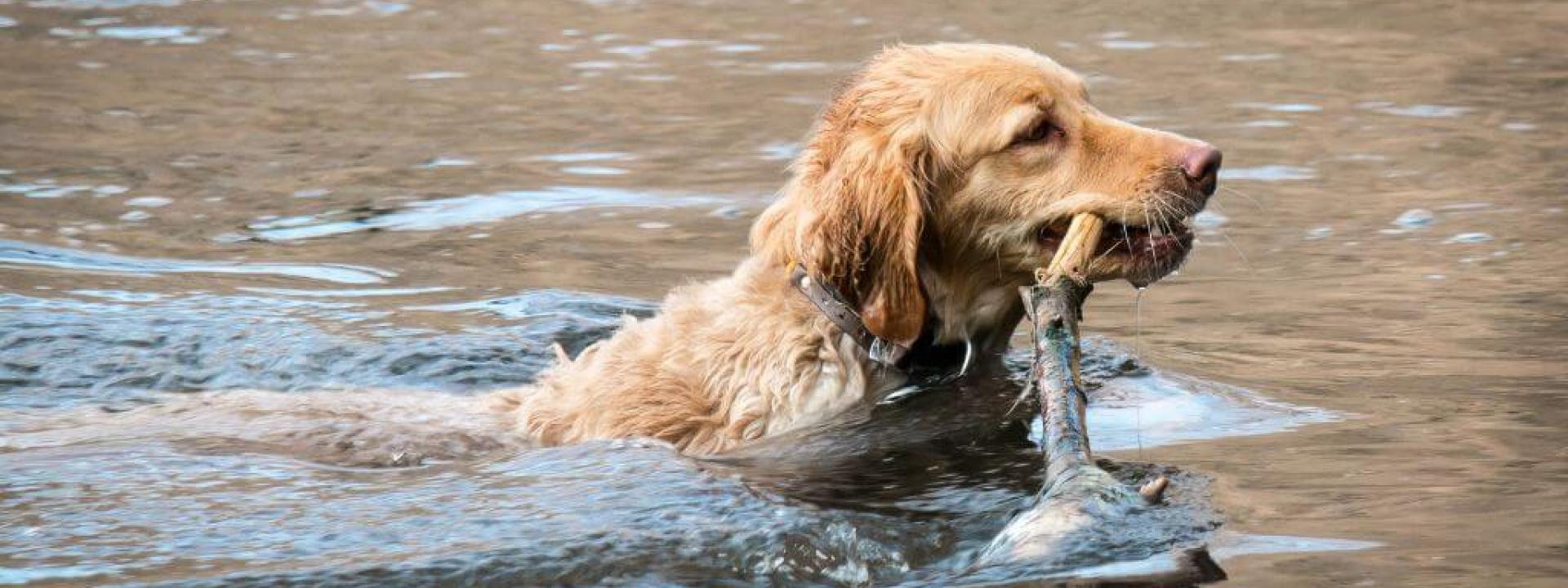 Dog swimming in water carrying a large stick, at risk for leptospirosis in dogs